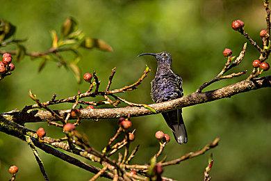 育碧主创介绍《刺客信条：影》男女双主角